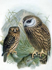 Morepork / Ruru